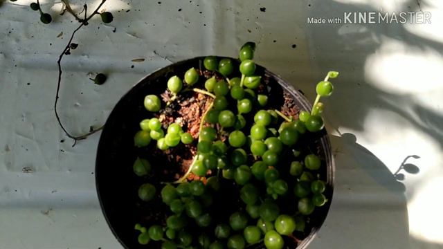 #Colar de pérola Senecio rowleyanus ) #(colar de golfinho senecio peregrinos ) #replantes cuidados. смотреть онлайн