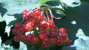 Viburnum opulus / Калина обыкновенная