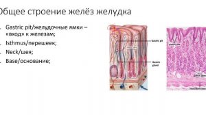 Физиология. Глава 7. Пищеварительный тракт. Строение желудка
