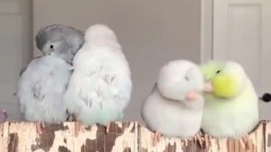Попугаи ухаживают друг за другом