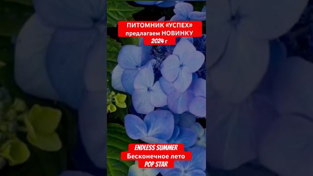 НОВИНКА БЕСКОНЕЧНОЕ ЛЕТО