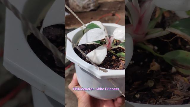 Cây Philodendron White Princess #yeucaypl #philodendron #whiteprincess #kiengla #indoorplants