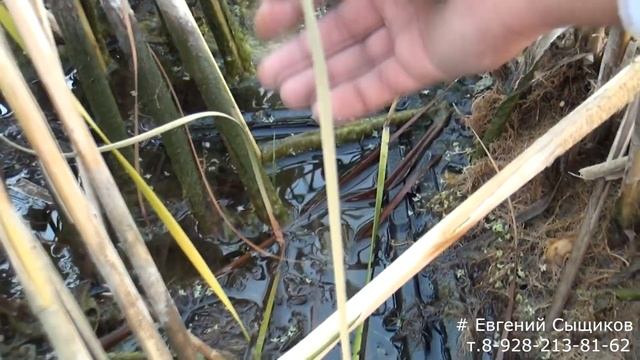 Ступеньки Мелководная зона Борт пруда Биоплато заработало смотреть онлайн