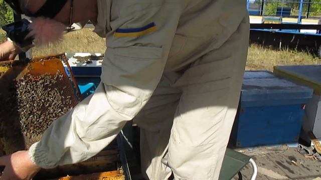 Кормить пчел в ульях на 10 рамок или нет смотреть онлайн