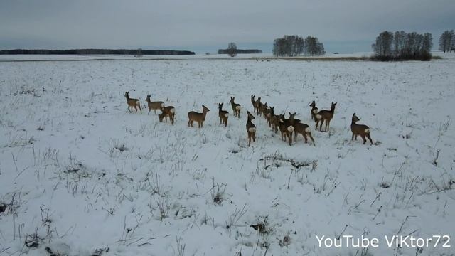 Сибирская Косуля