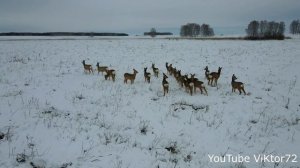 Сибирская Косуля