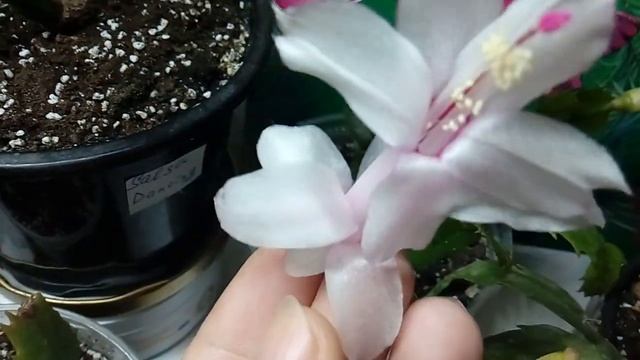 Шлюмбергера (декабрист, рождественник, ) White Christmas, Malissa, Golden Sun, Salsa Dansing. смотреть онлайн