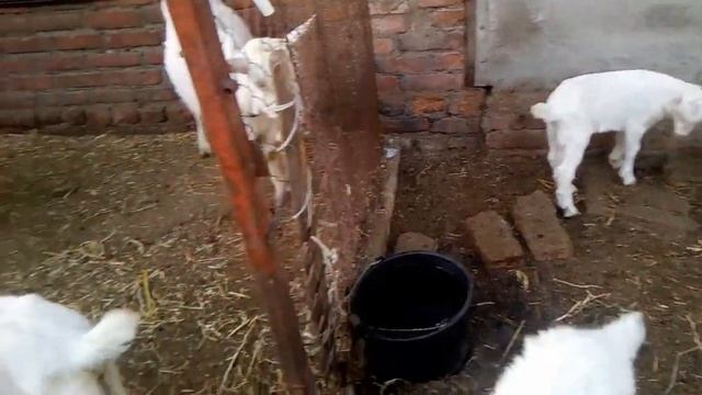 Молодняк коз 2020 года смотреть онлайн