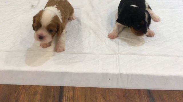 Щенки Кавалер Кинг Чарльз Спаниеля от рождения до 3-х недель смотреть онлайн