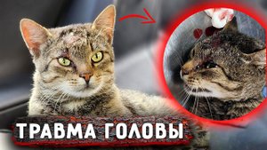 Кот с пробитой головой шел по улице. Подобрала и в клинику. Какой становится Вилли, прогресс на лицо