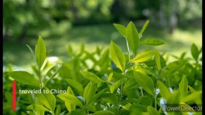 History of Tea and its Origins