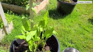 Срезка ЩАВЛЯ. ВЫРАЩИВАЕМ ЩАВЕЛЬ В ВЕДРАХ.