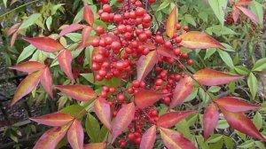 UN ARBUSTE DÉCORATIF TOUTE L'ANNÉE : LE NANDINA DOMESTICA OU BAMBOU SACRÉ