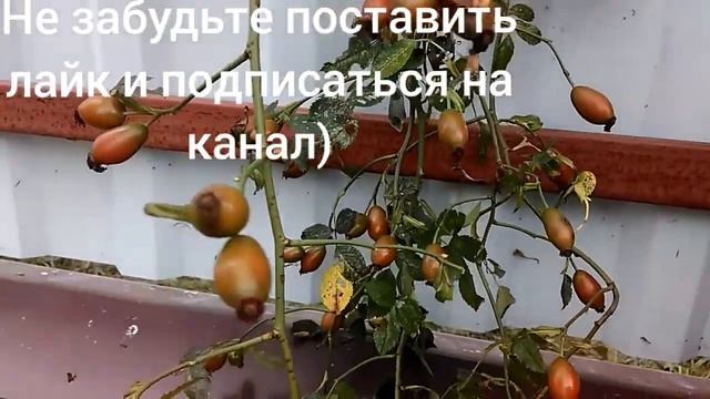 Заготовка семян шиповника. смотреть онлайн
