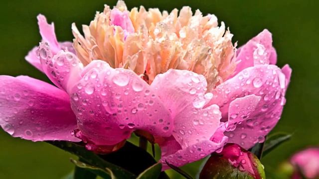 Волшебная музыка! Самая красивая музыка, можно слушать бесконечно Сергей Грищук... смотреть онлайн