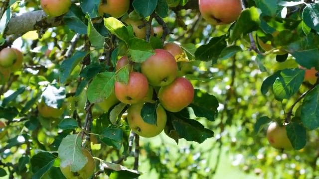 Яблочный Спас на Преображение Господне #народныйпраздник #житиясвятых смотреть онлайн