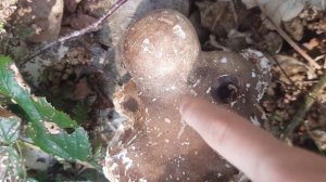 a deformed birch polypore (fomitopsis betulina.)