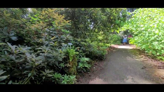 Walking tour of Weyerhaeuser Rhododendron Species Botanical Garden смотреть онлайн