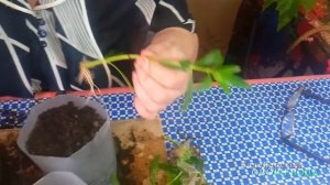 Как вырастить олеандр
