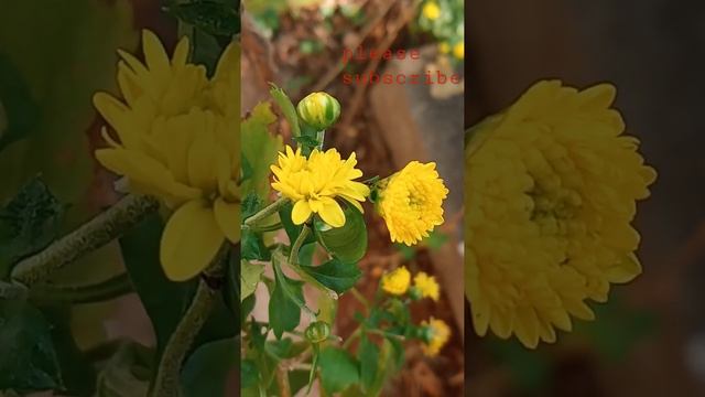 Chrysanthemum indicum flowering