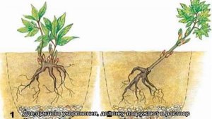 Пионы посадка и уход в открытом грунте на даче