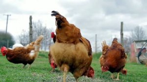 КАК ГОВОРЯТ ЖИВОТНЫЕ?Карточки Домана: Животные в нашем окружении