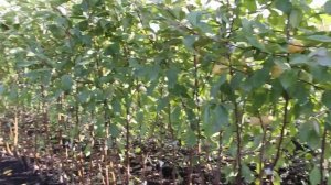 Уральское наливное. Плодоношение саженцев в питомнике Долбня. https://www.pitomnikdolbnya.ru