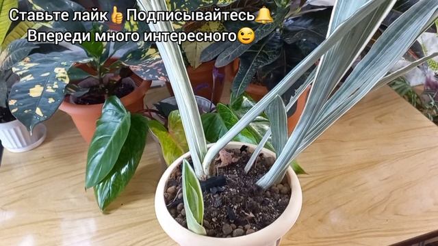 Зимний СЮРПРИЗ от Сансевиерии МАНОЛИН?Коротко о проблемах, обработках, лечении и опыте зимовки?