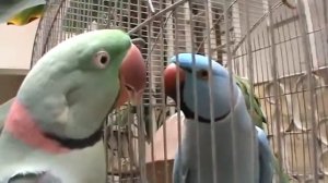 попугай достал! parrot got!