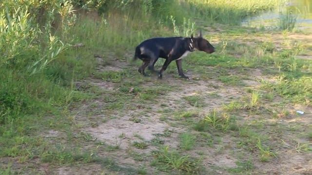 Бультерьер Барибал 7 месяцев смотреть онлайн