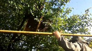НАЧИНАЮЩИМ ПЧЕЛОВОДАМ, КАК ПРАВИЛЬНО СНЯТЬ РОЙ ПЧЁЛ