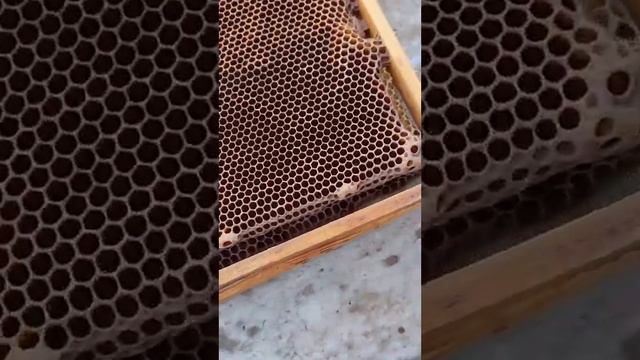 виды ячеек на сотах пчёл ?