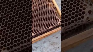 виды ячеек на сотах пчёл ?