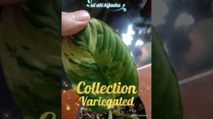 #collection #variegated #tanamanhits&viral #mewah&istimewa KOLEKSI TANAMAN VARIGATA