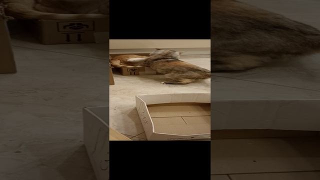 Две кошки не могут поделить три коробки