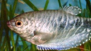 МРАМОРНЫЙ ГУРАМИ. СОДЕРЖАНИЕ И РАЗВЕДЕНИЕ В АКВАРИУМЕ