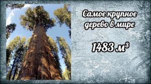 САМЫЕ ДОЛГОЖИВУЩИЕ ДЕРЕВЬЯ