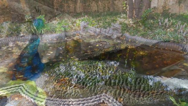 окаменевшие змеи и живые павлины смотреть онлайн