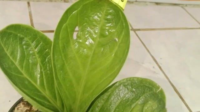 ❗Dijual❗Anturium Jemani Mangkok " I Love You" ( Part - 63 ) смотреть онлайн