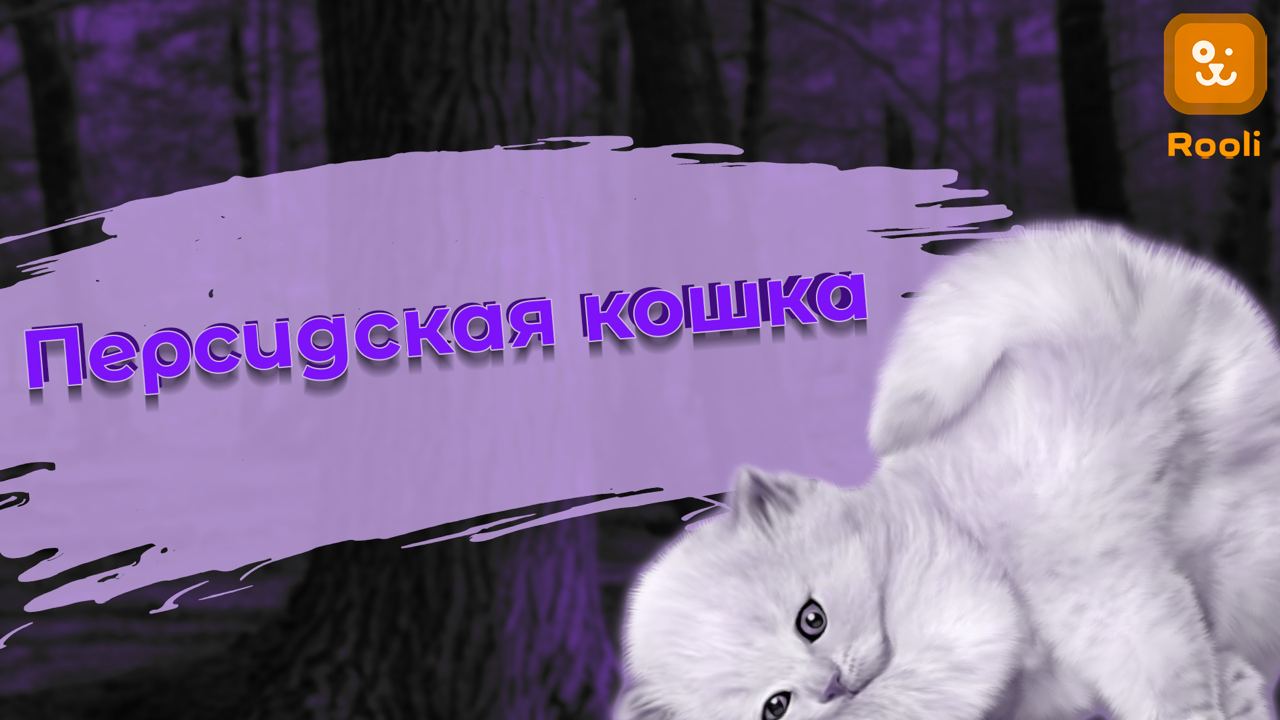 Персидские кошки: Красивые, ласковые и грациозные