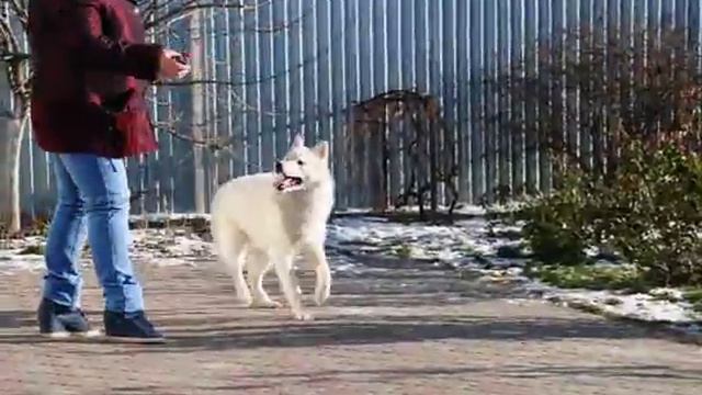 Dallas смотреть онлайн