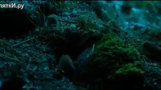 Погоня рыси за лисой смотреть онлайн