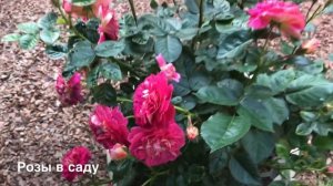 КАК ПРАВИЛЬНО ВЫБРАТЬ РОЗУ И ПЕРЕСАДИТЬ .