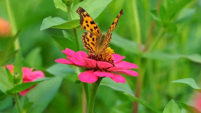 Приятная короткая музыка без слов для отдыха и релаксации смотреть онлайн