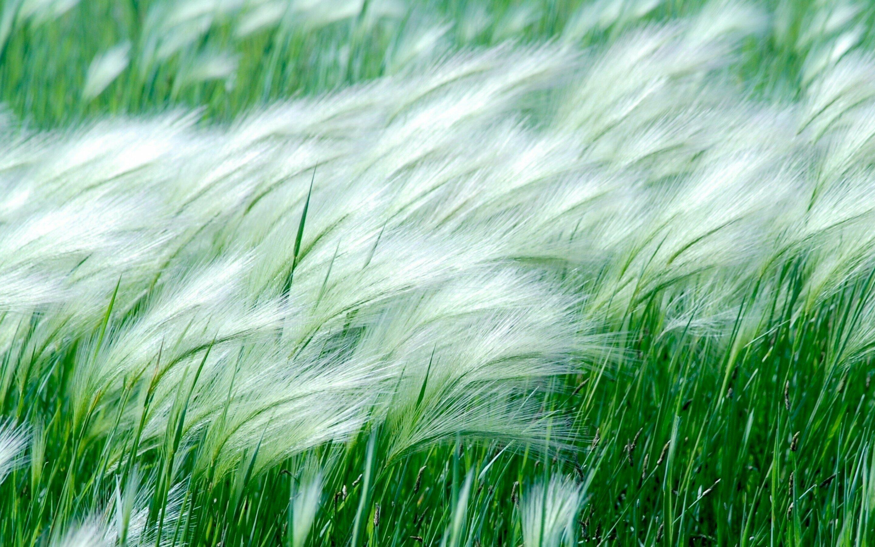 Легкий ветерок едва колышет прибрежные кусты. Шелкова ковыль трава. Колыхание трав. Колыхание травы на ветру. Трава колышется.