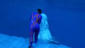 27/07/2023. Шоу "Буря. Остров волшебства". Белуха Прохор. Москвариум