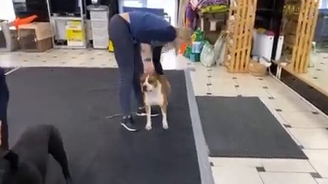 Стаффордширский терьер на занятиях по хендлингу смотреть онлайн