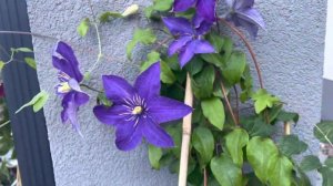 Clematis Rhapsody🌸🌸🌸