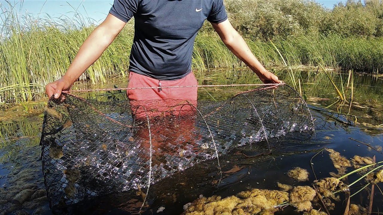 Линь на вершу. Приманка в мордушку для ловли ротана. Морда (рыболовство). Рыбалка на мордушки видео. Как ставить мордушку на реке на течении.