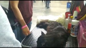 Выставка домашних животных 2022, Вена- Австрия/Pet Show 2022, Vienna- Austria